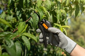 5 Reasons to Invest in Fall Tree Trimming Near Plymouth
