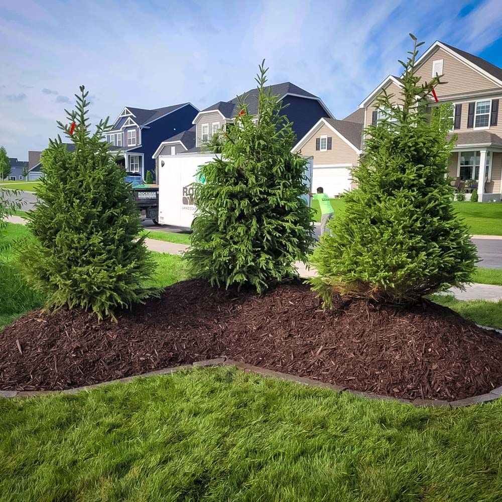 Evergreen trees lining a suburban home