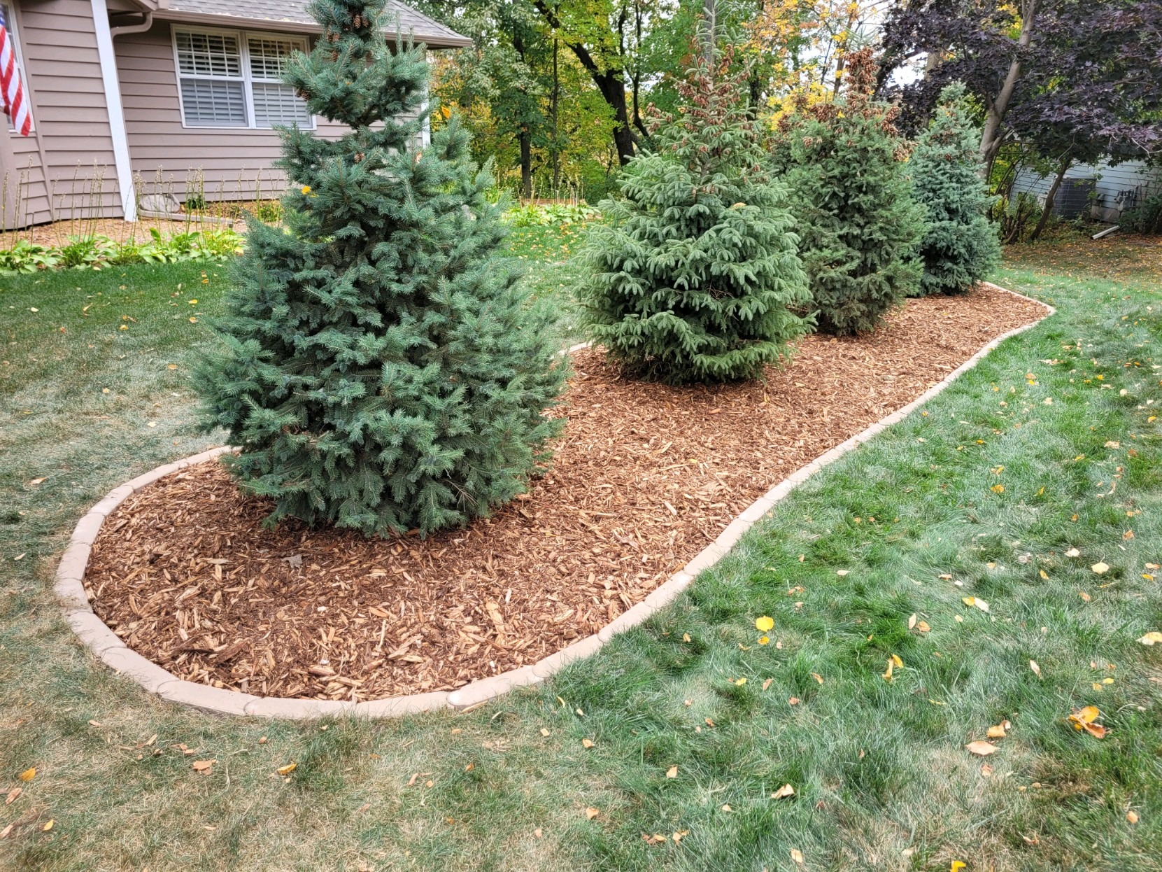 Newly installed evergreens beside a home