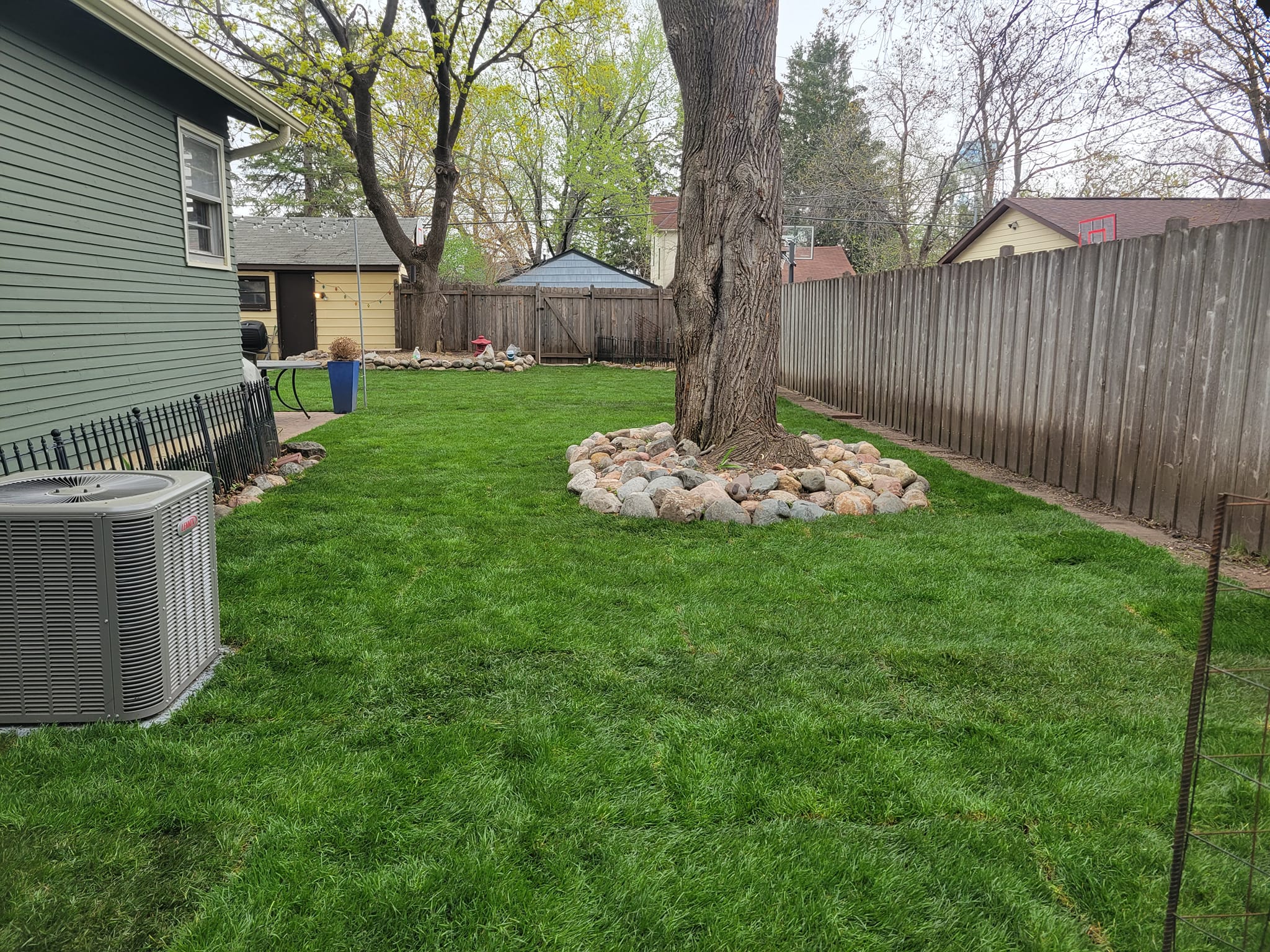 Freshly mowed backyard with a mature tree and mulch ring